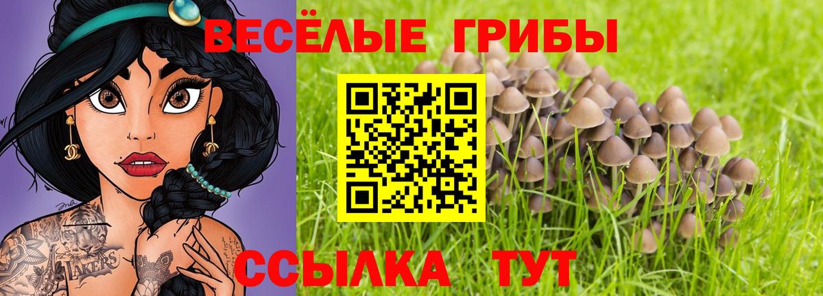 Псилоцибиновые грибы Psilocybe  где продают наркотики  Бердск  Вход с VPN 